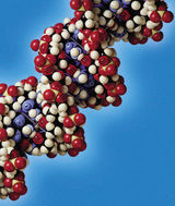 A fost descoperita structura tridimensionala a genomului