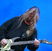 Poze Tuborg Green Fest - Sonisphere 2010 - Metallica, Rammstein, Megadeth, Manowar, Slayer si altii Slayer