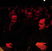 Poze Concert Steve Vai la Sala Polivalenta Poze Steve Vai @Sala Polivalenta, 8 decembrie 2010