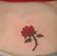 Poze Tatuaje. Modele de Tatuaje (foto) Trandafir rosu pe spate