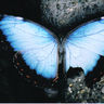 Poze Poze Akral Necrosis - fluture