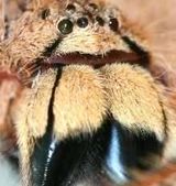 O noua specie de paianjeni, botezata dupa David Bowie