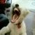 Cainele death metal (video)