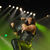 Manowar au incheiat cu succes prima partea a turneului mondial Manowar au incheiat cu succes prima partea a turneului mondial