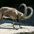 Ce parere are o capra Ibex despre Waking The Cadaver (video)?