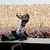 Specialisti in crima si forte speciale la concertul Guns N Roses din Perth
