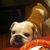 'Tragedie' in familia Osbourne! A murit cainele LOLA 'Tragedie' in familia Osbourne! A murit cainele LOLA