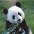 Formatia Chthonic apara ursii panda Formatia Chthonic apara ursii panda