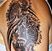 Galerie foto Roxytattoo koy fish saloane tatuaje bucuresti www.roxy-tattoo.com