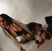 Cea mai sexy solista Rock/Metal Sonya Scarlet - Theates Des Vampires